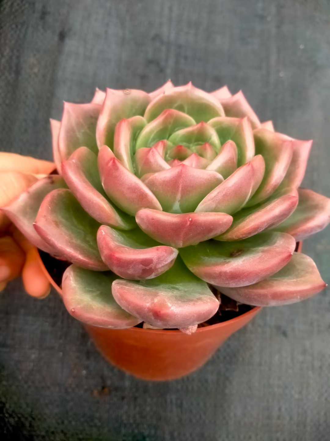 多肉植物 シャンパン 20株セット 5号鉢 品番ZG00016