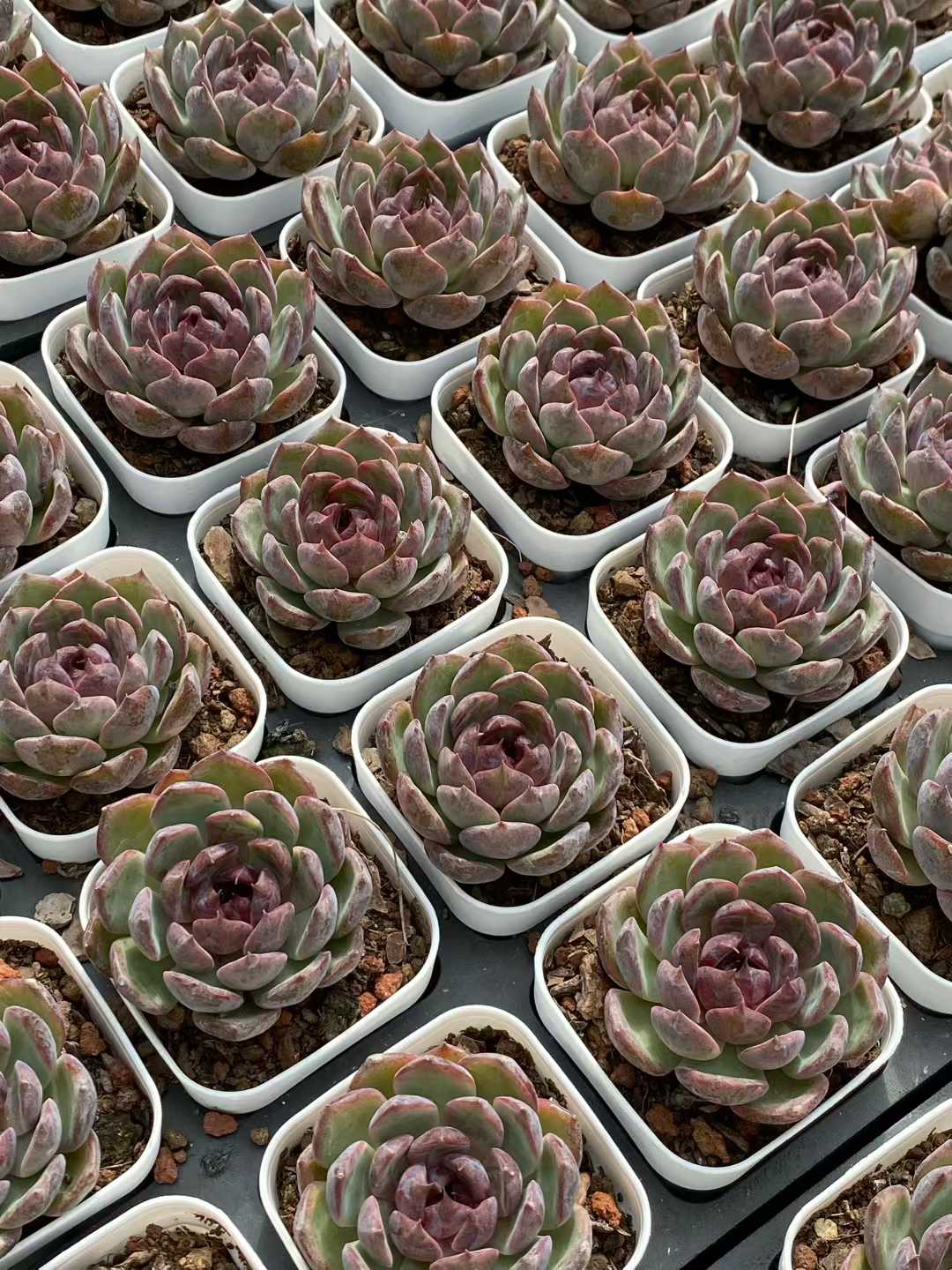 多肉植物 ブルーベリー 50株セット 2.5号鉢 品番AA00163