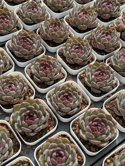 多肉植物 ブルーベリー 50株セット 2.5号鉢 品番AA00163