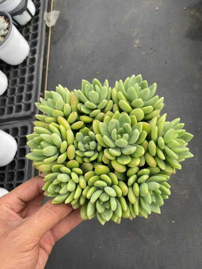 多肉植物 ハルモエコンビグン 30株セット 4号鉢 品番AF00013