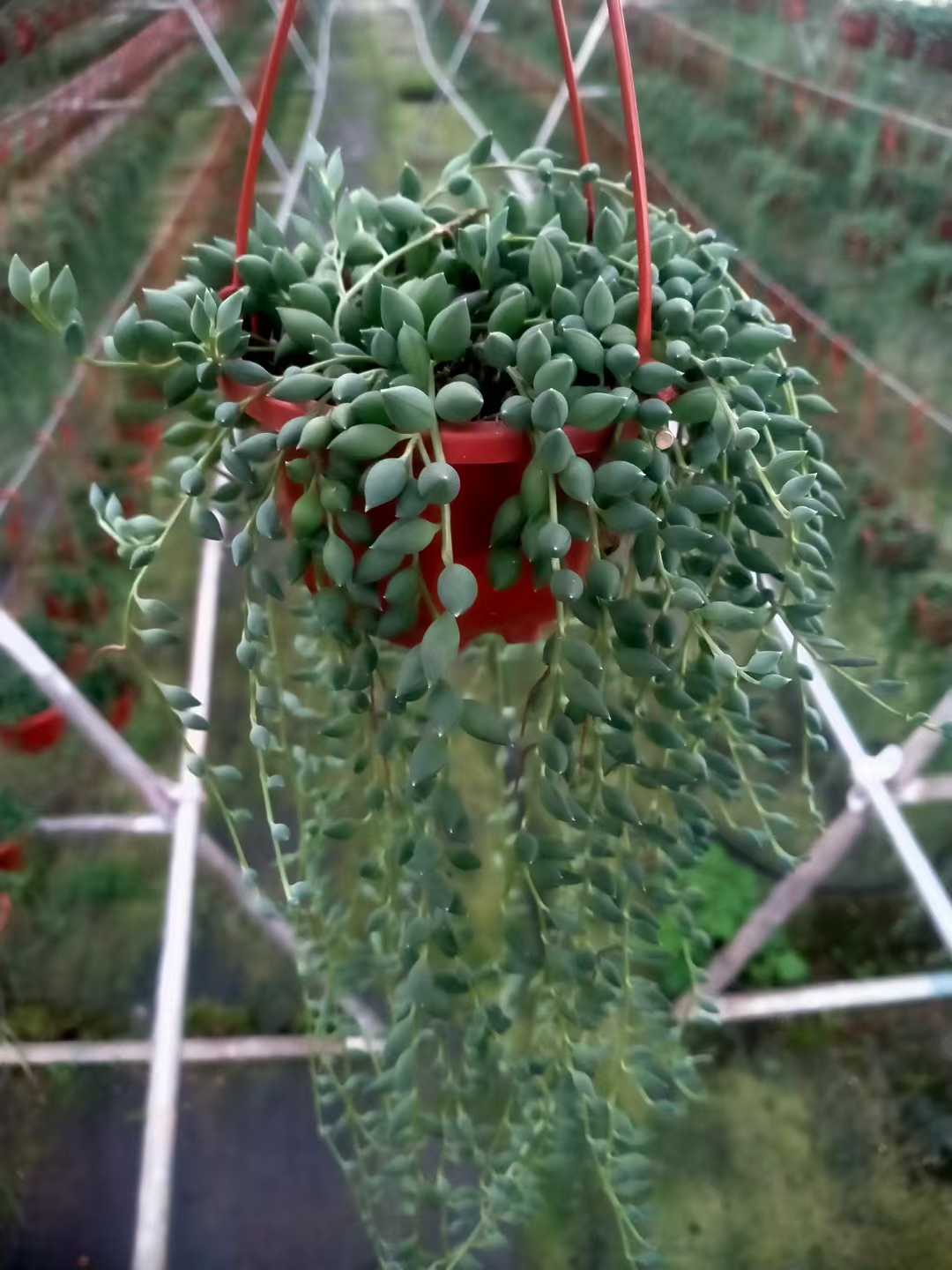 多肉植物 ブツジュ 24株セット 4号鉢 品番ZG00058