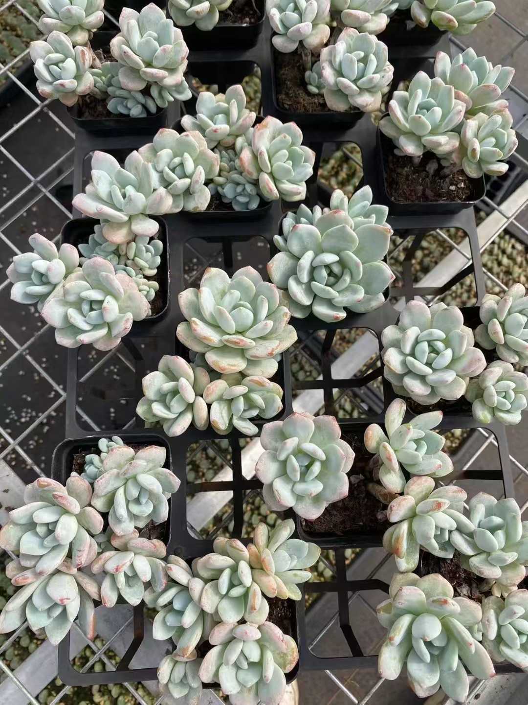 多肉植物 レイコウグン 54株セット 2.5号鉢 品番AF00035