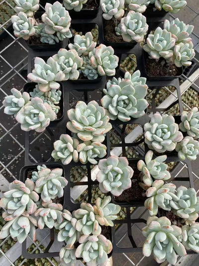多肉植物 レイコウグン 54株セット 2.5号鉢 品番AF00035