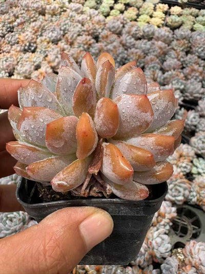 多肉植物 オレンジそうとう 50株セット 2.5号鉢 品番AD00203