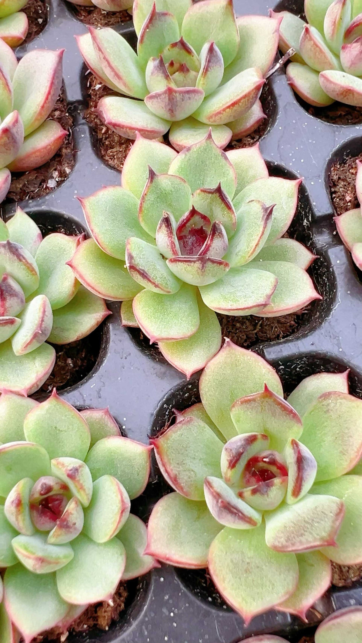 多肉植物 ヤマカジニ 105株セット 品番AH00027