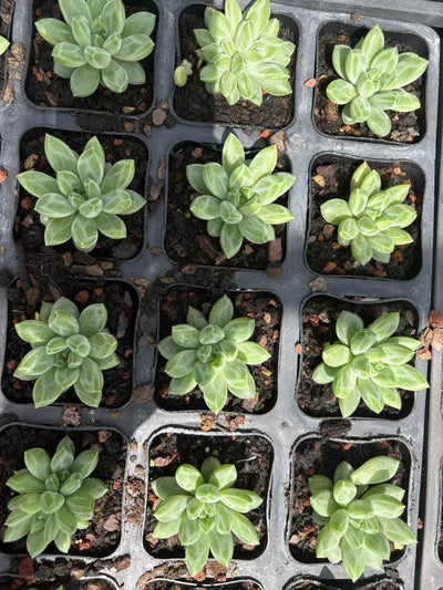多肉植物 へきぎょく 50株セット 2.5号鉢 品番AD00185