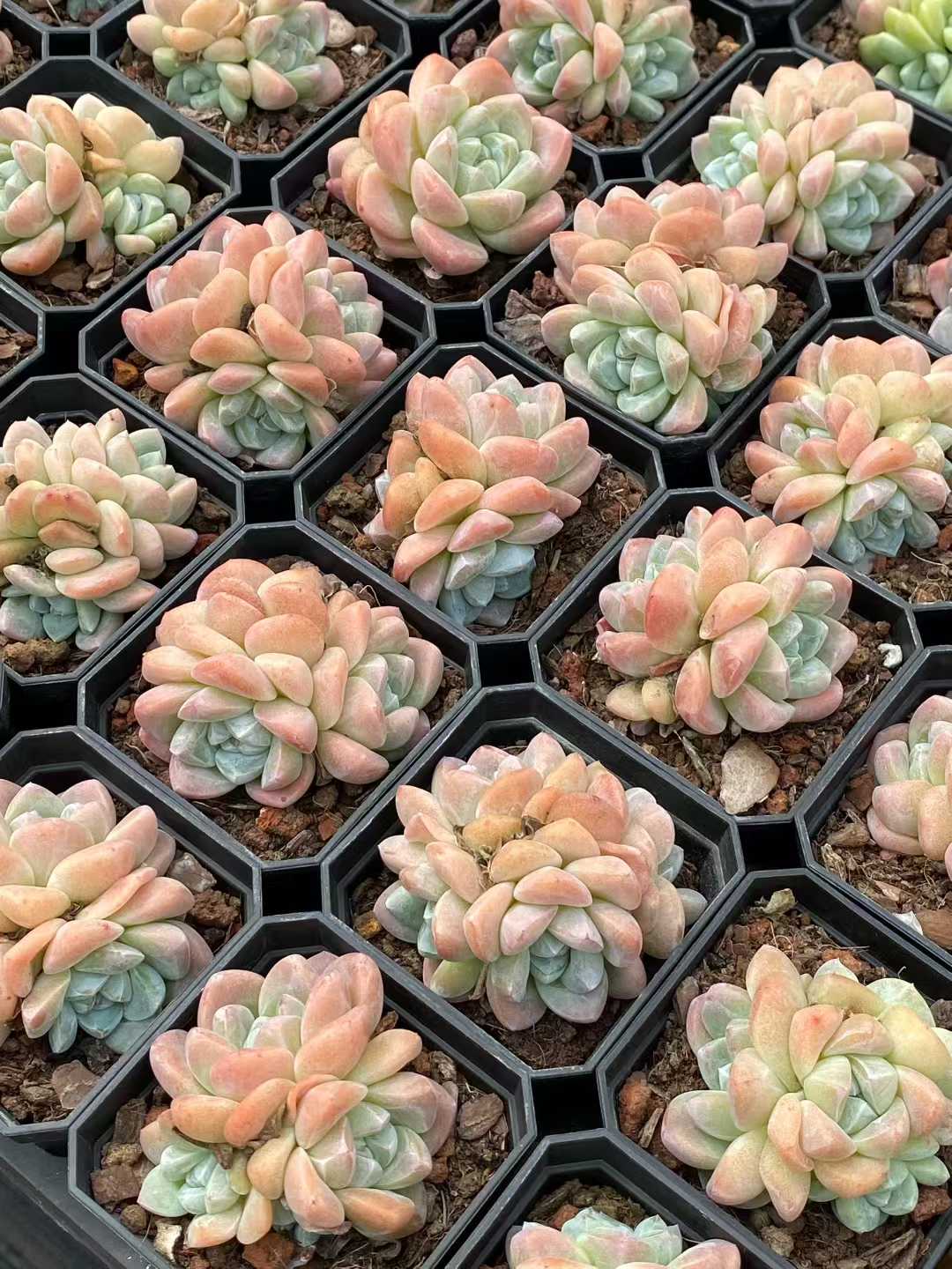多肉植物 アイスジェイド 24株セット 2.5号鉢 品番AA00120