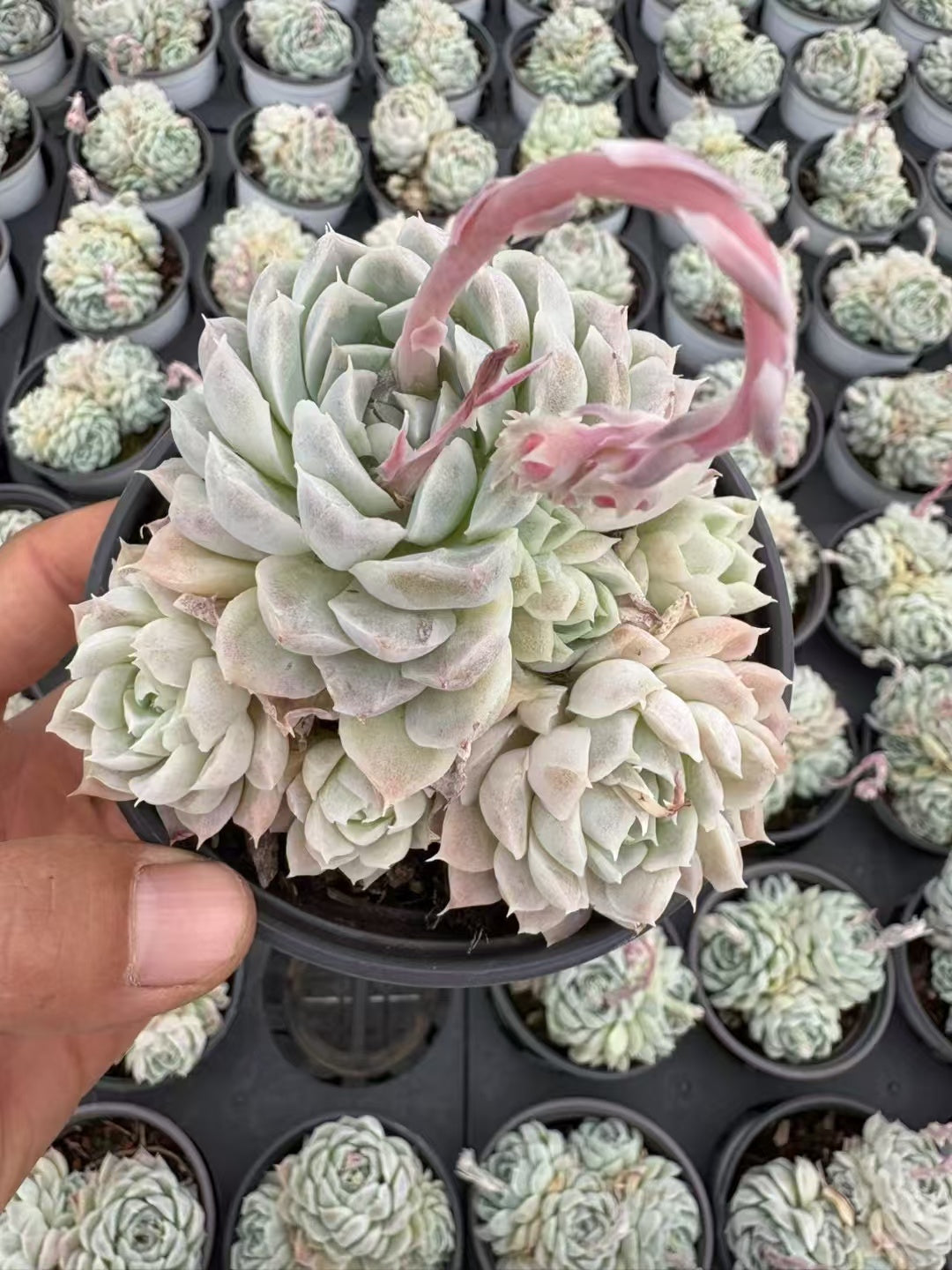 多肉植物 はくげつえい 36株セット 3号鉢 品番AD00146