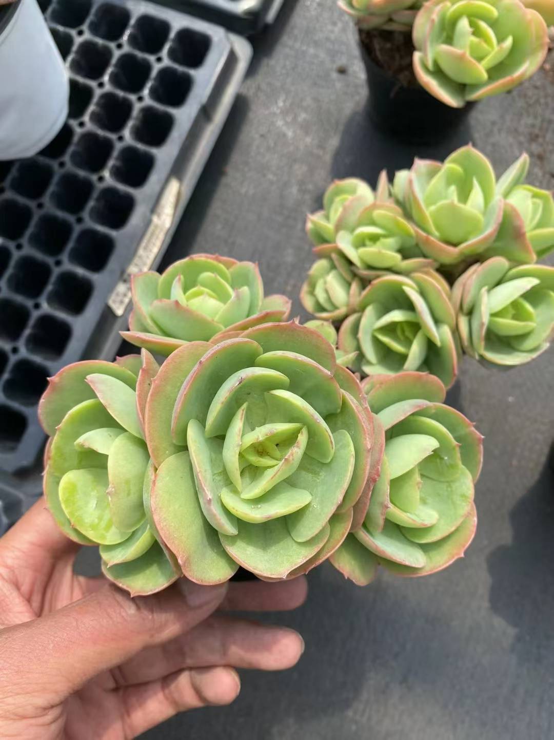 多肉植物 ヒトエモモグン 36株セット 3号鉢 品番AF00018