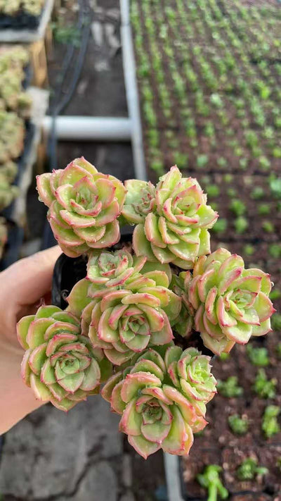 多肉植物 ロウボタン 50株セット 2.5号鉢 品番AE00018