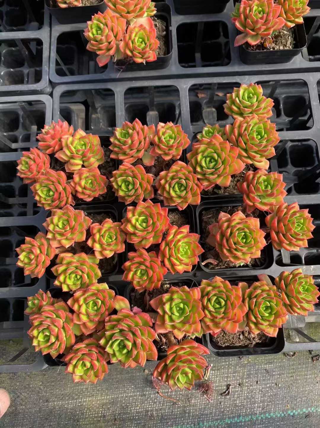 多肉植物 ティアグン 54株セット 2.5号鉢 品番AF00056