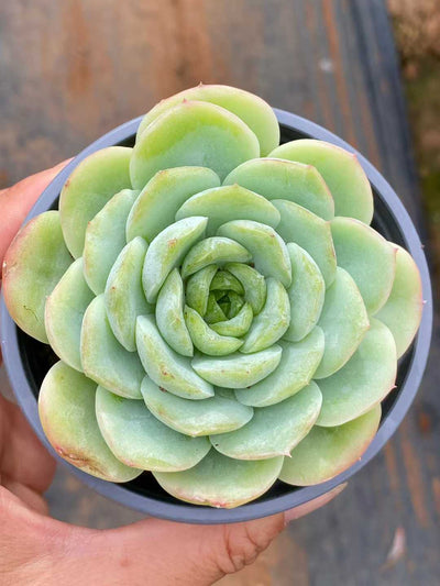 多肉植物 ベイビーグリーン 30株セット 3号鉢 品番AA00115