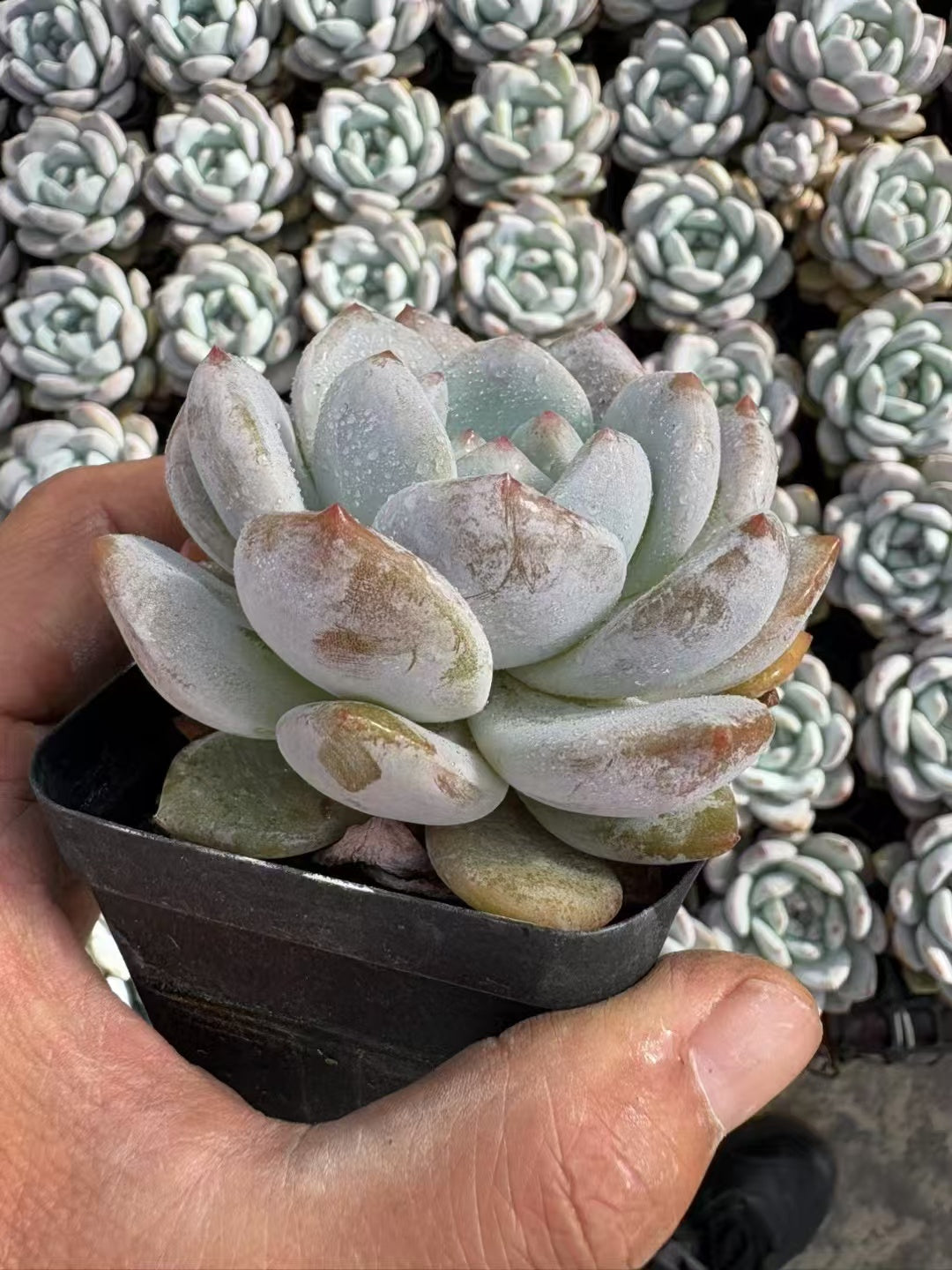 多肉植物 ゆめゆき 50株セット 2.5号鉢 品番AD00073