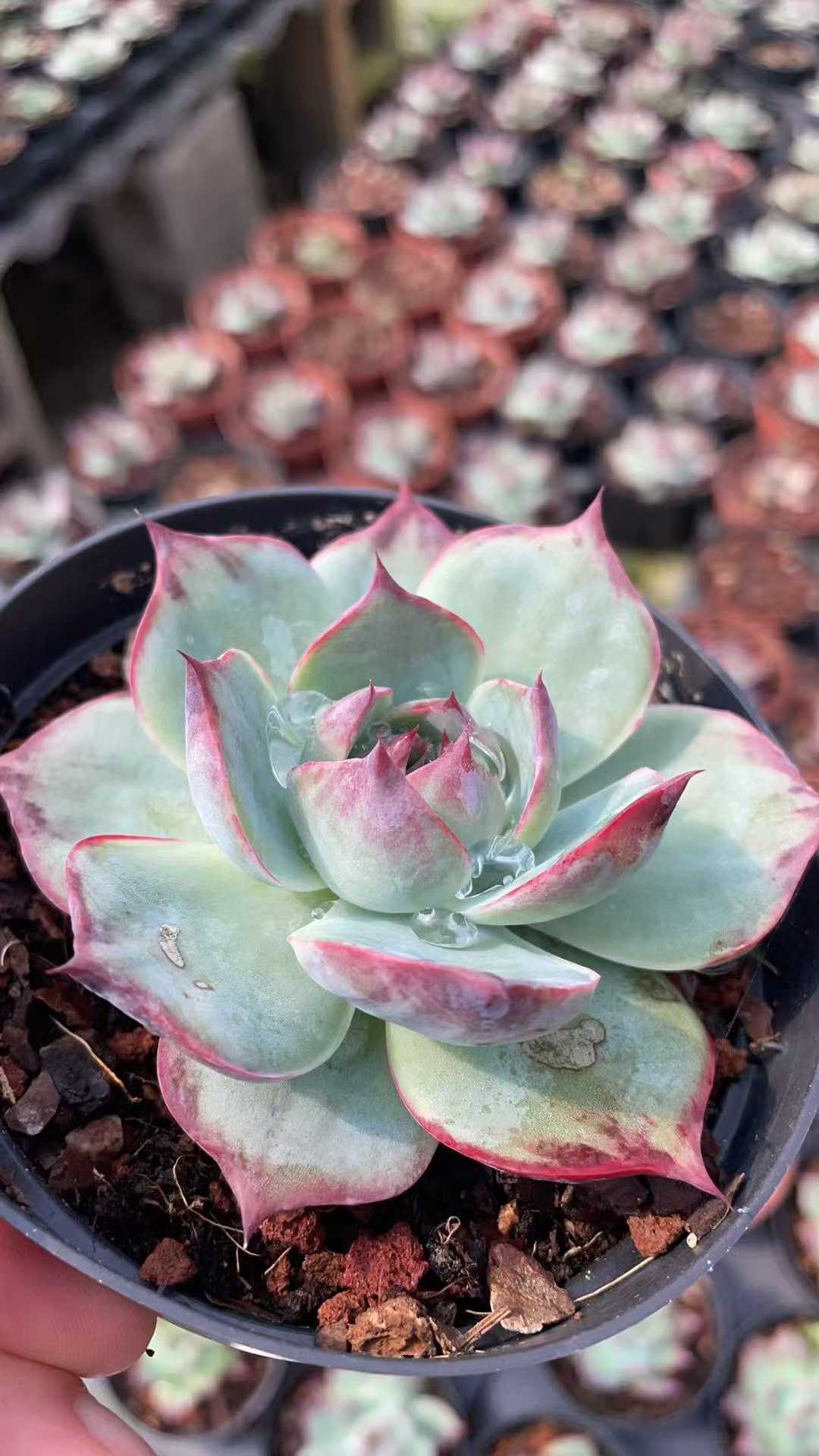 多肉植物 ラシキョウコウカンヨウ 15株セット 4号鉢 品番AE00046