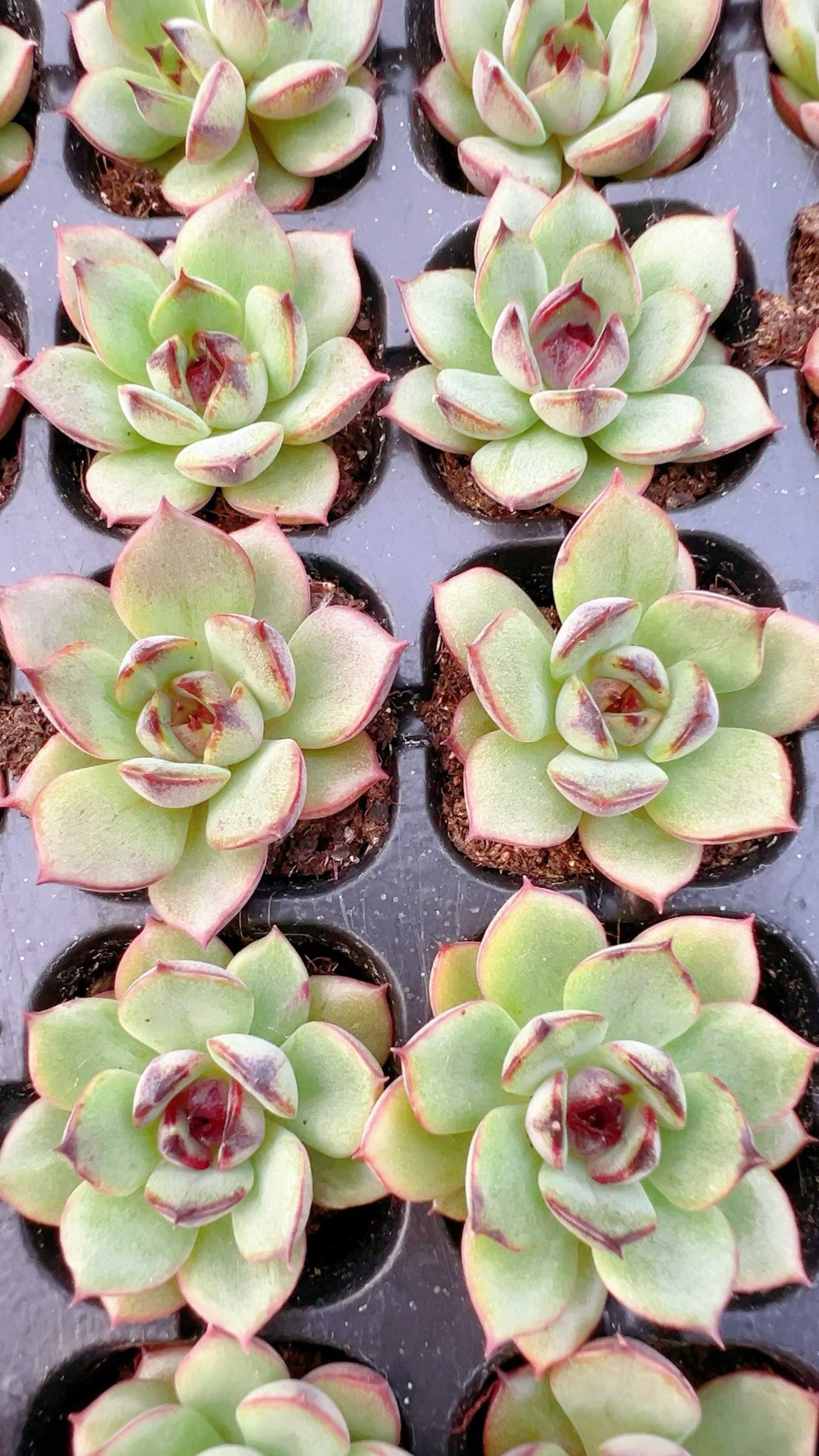 多肉植物 ヤマカジニ 105株セット 品番AH00027