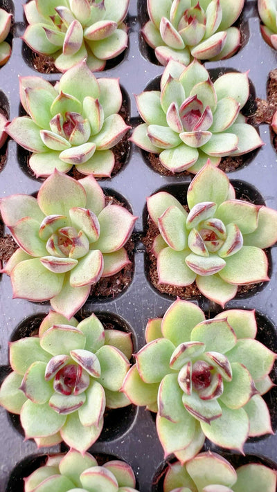 多肉植物 ヤマカジニ 105株セット 品番AH00027