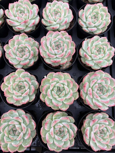 多肉植物 リリス 50株セット 2号鉢 品番AD00008