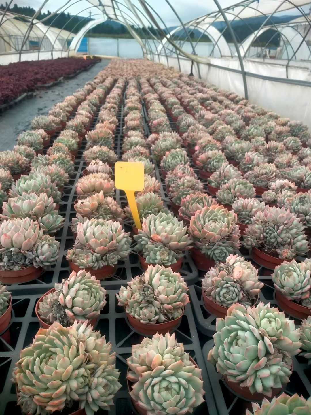 多肉植物 ティーピー 24株セット 4号鉢 品番ZG00042