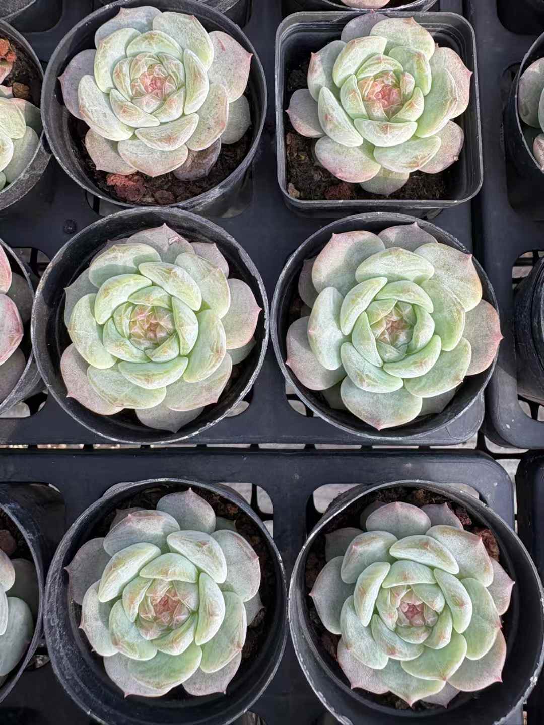 多肉植物 スイートハート 50株セット 2号鉢 品番AD00178