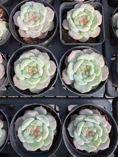 多肉植物 スイートハート 50株セット 2号鉢 品番AD00178