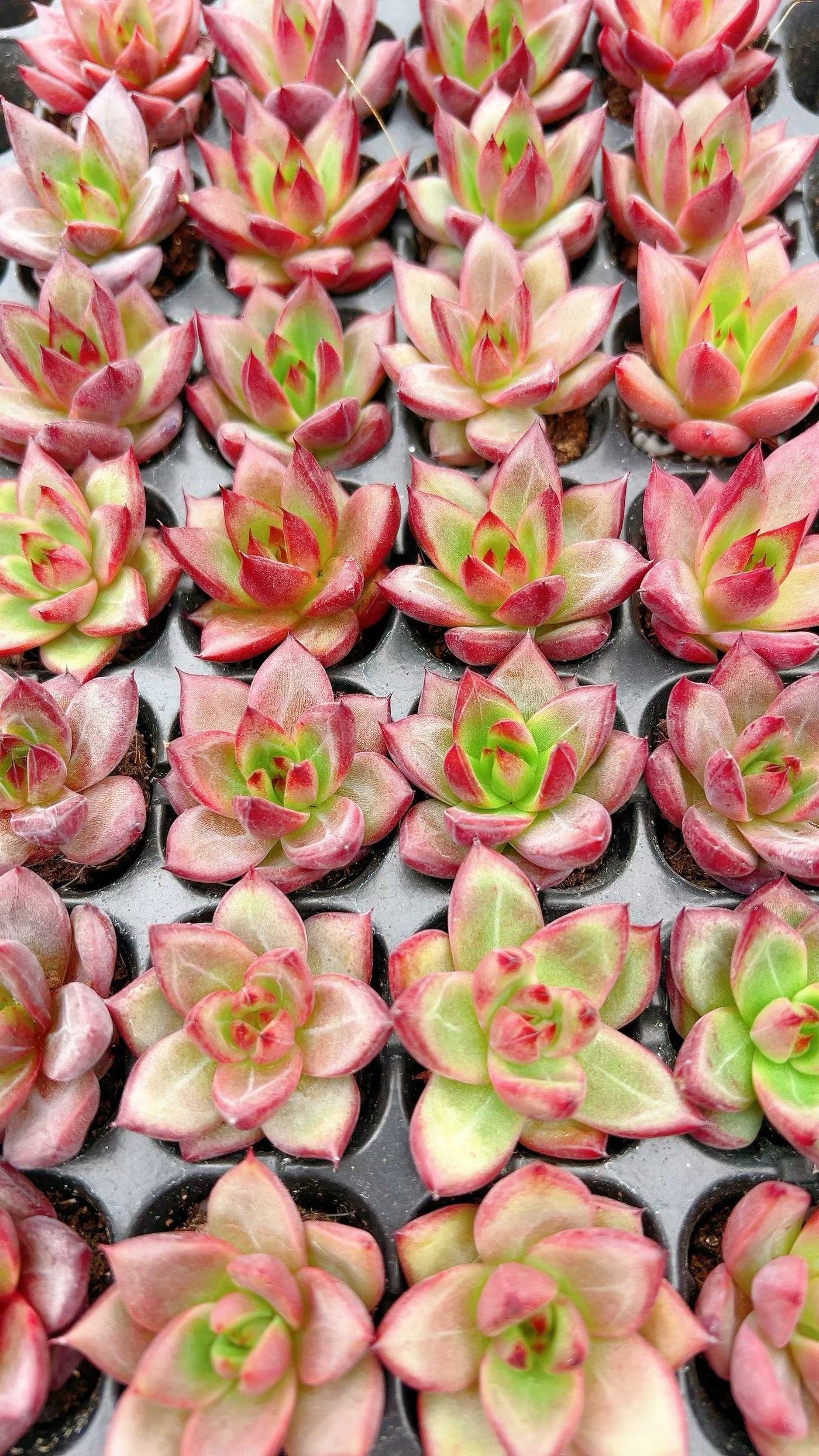 多肉植物 ロブ 128株セット 品番AH00030