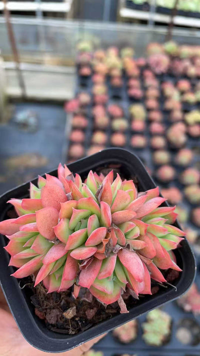 多肉植物 キラドド 50株セット 2.5号鉢 品番AE00003