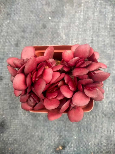 多肉植物 シチョウ 48株セット 2.5号鉢 品番ZG00043