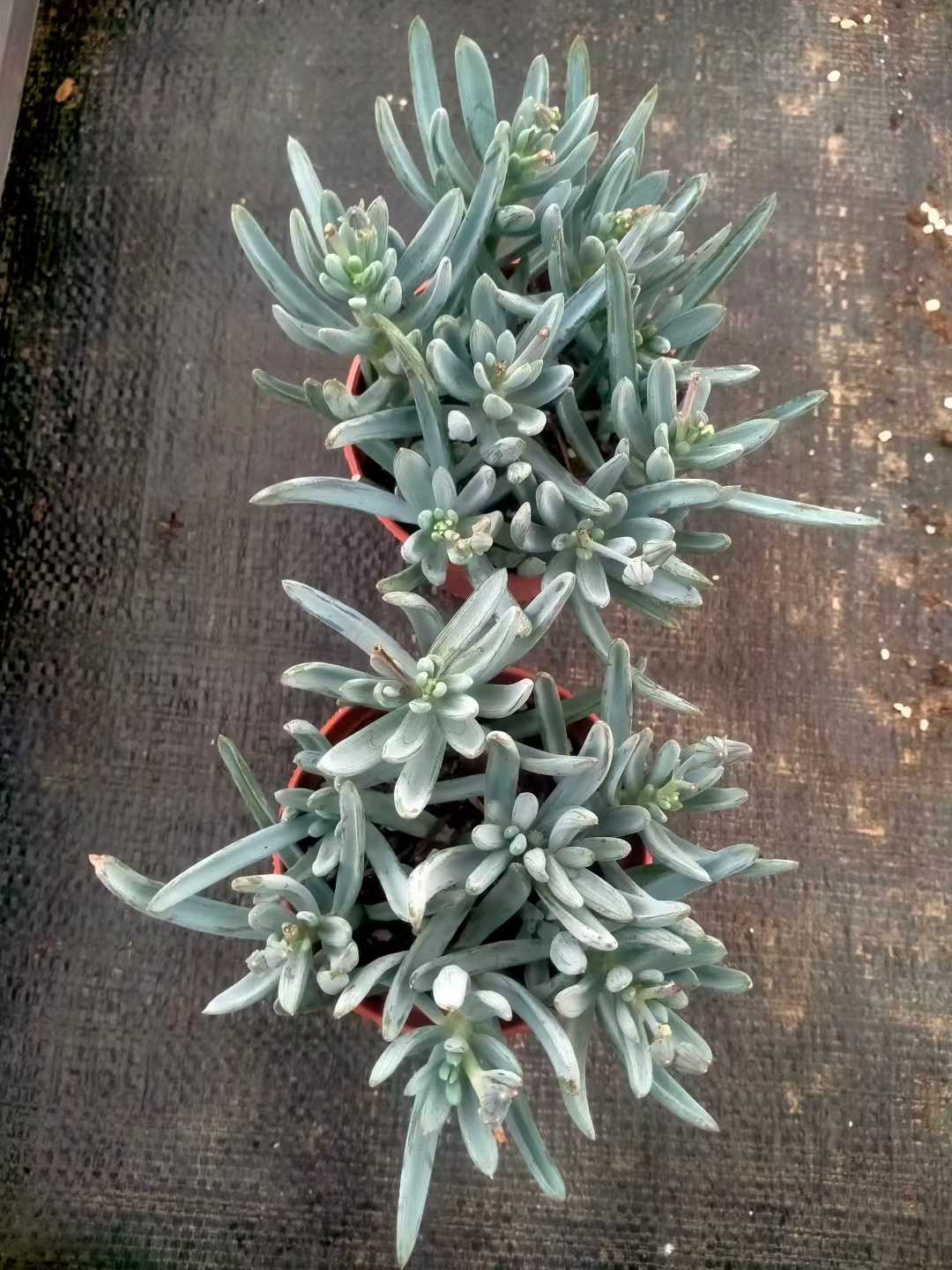 多肉植物 アオマツ 35株セット 3号鉢 品番ZG00065