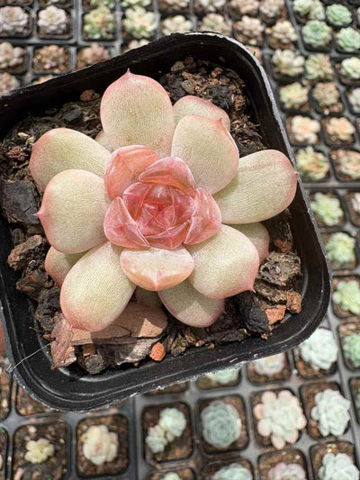 多肉植物 くれないこい 50株セット 2.5号鉢 品番AD00167