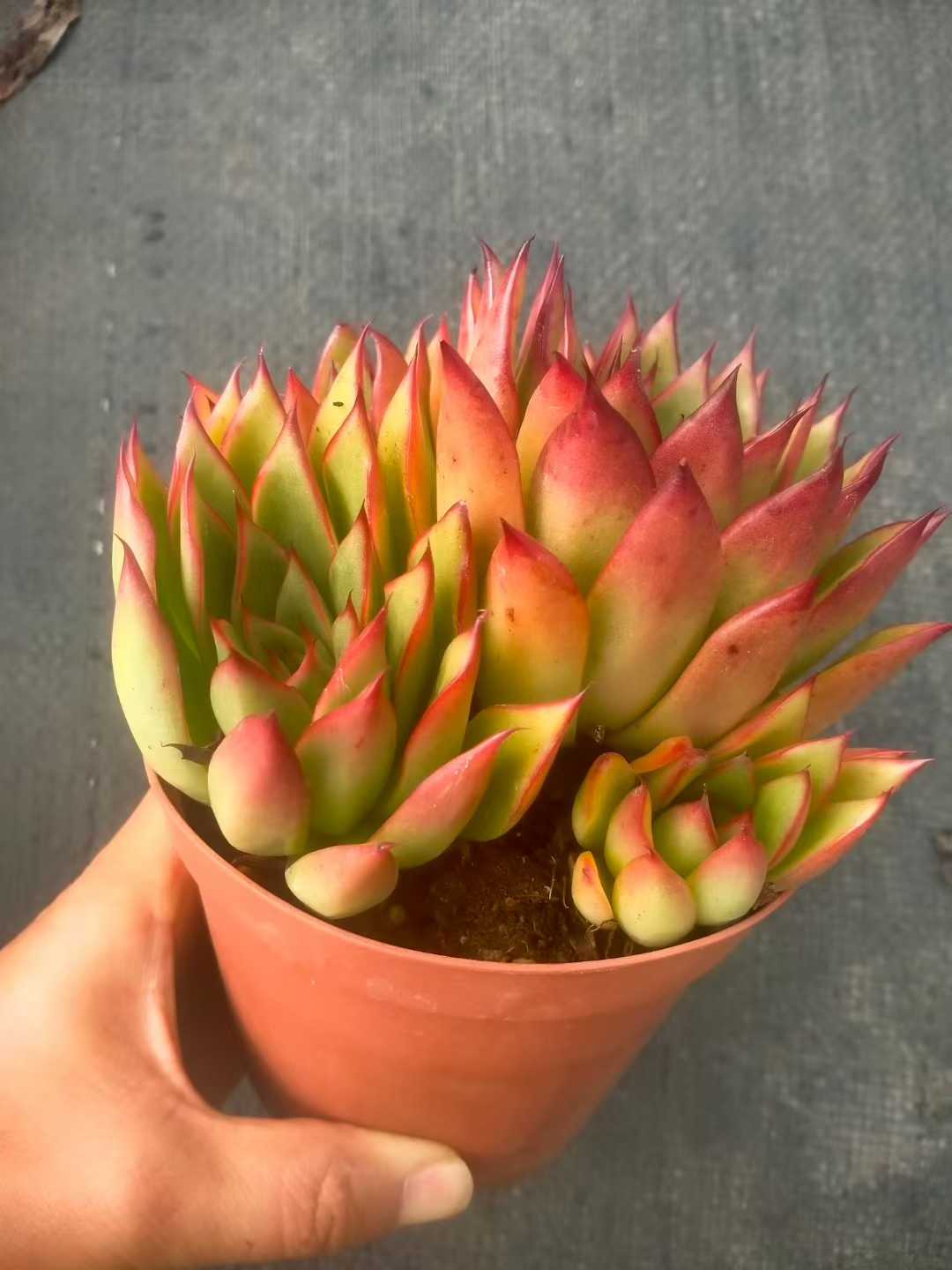 多肉植物 ジゼル 24株セット 4号鉢 品番ZG00078