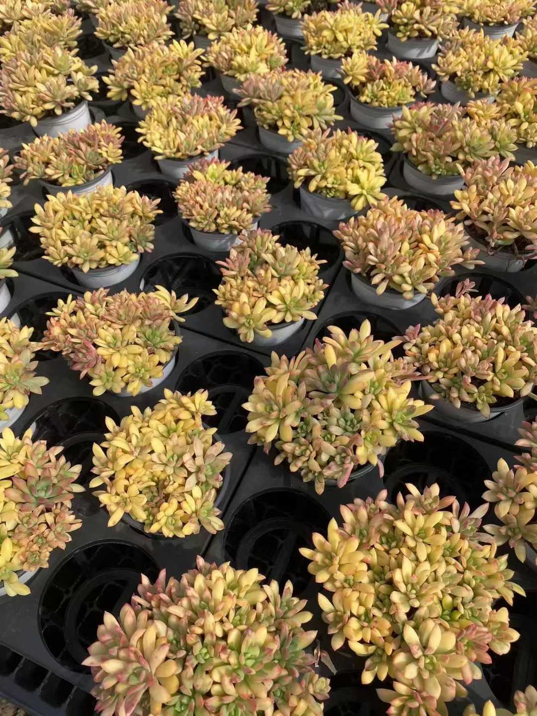 多肉植物 コロリン 24株セット 4号鉢 品番AF00057