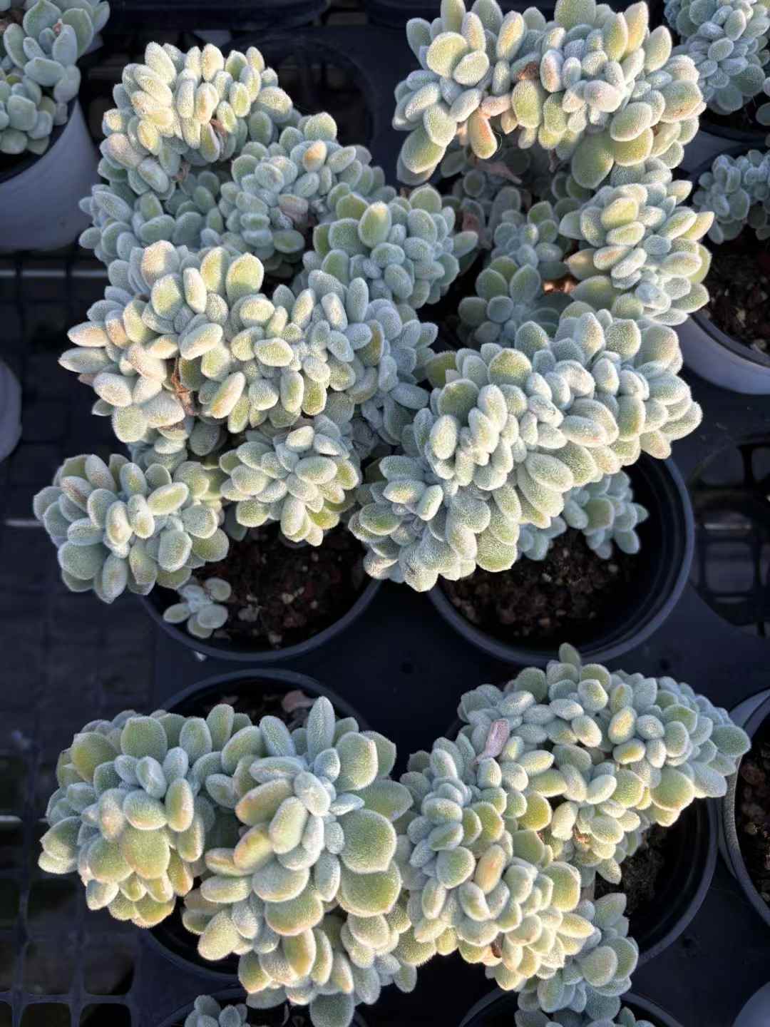 多肉植物 ゆきこうせい 18株セット 3号鉢 品番AD00231