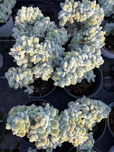 多肉植物 ゆきこうせい 18株セット 3号鉢 品番AD00231