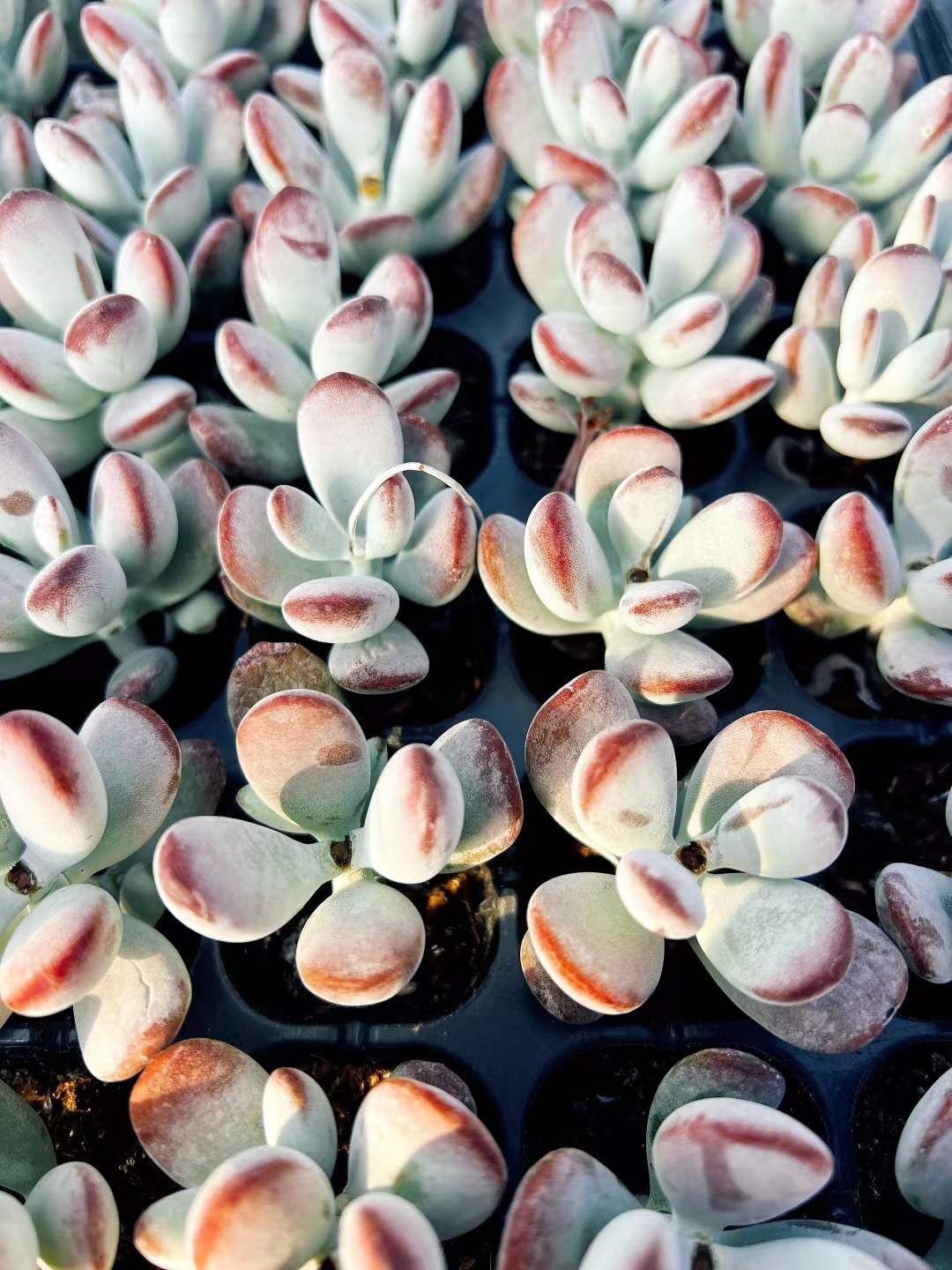 多肉植物 ピンポンフクニャン 72株セット 品番AH00001