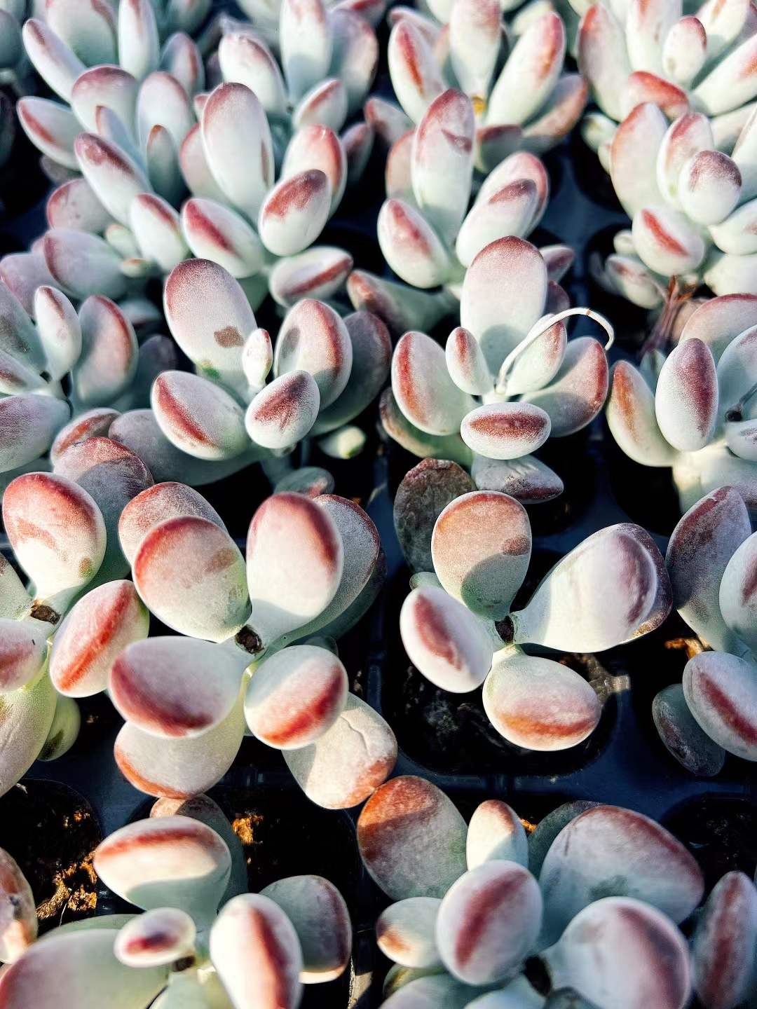 多肉植物 ピンポンフクニャン 72株セット 品番AH00001