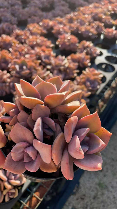 多肉植物 サイコウトウ 15株セット 4号鉢 品番AE00034