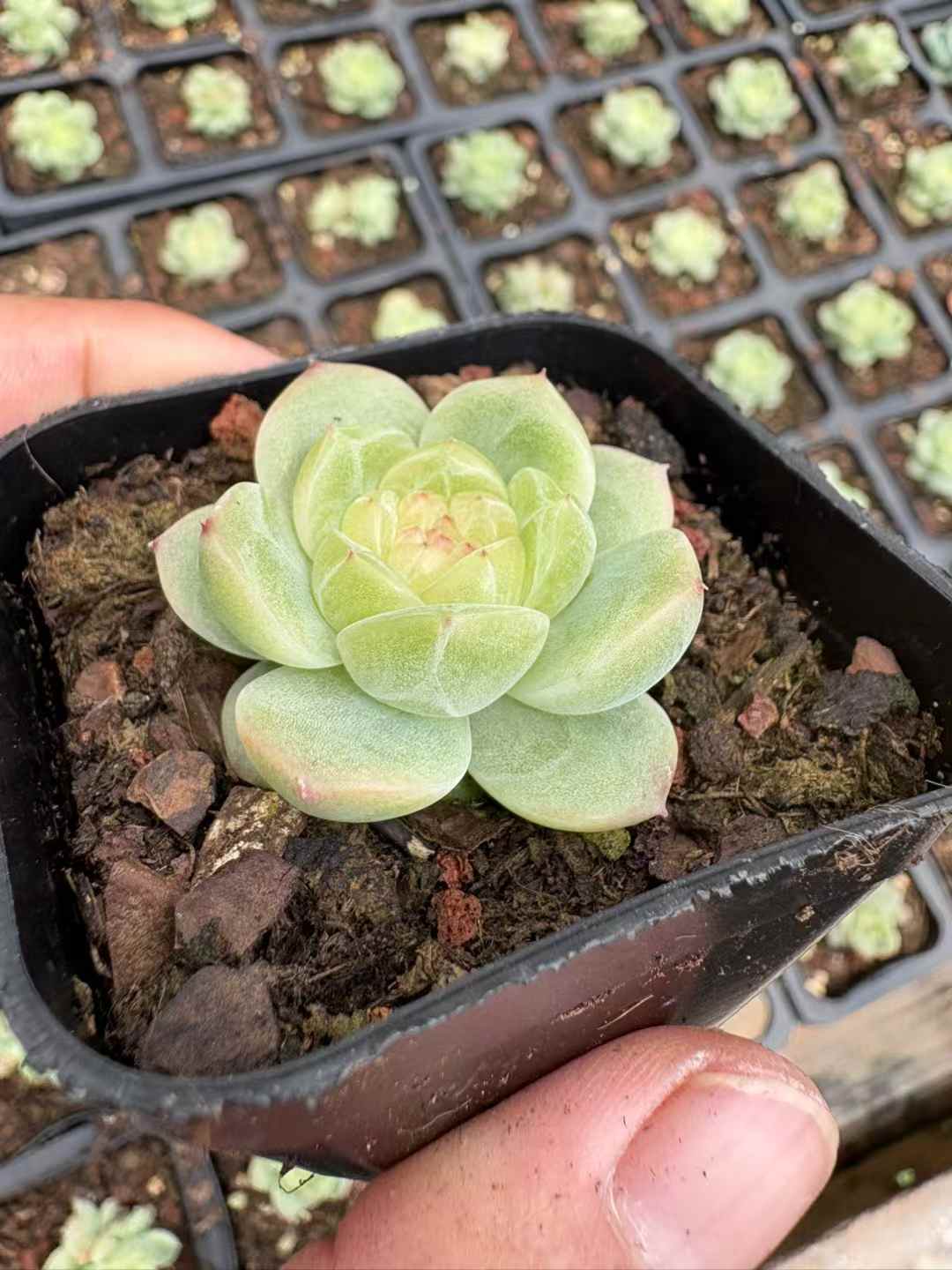 多肉植物 ほうれんとう 18株セット 2.5号鉢 品番AD00165