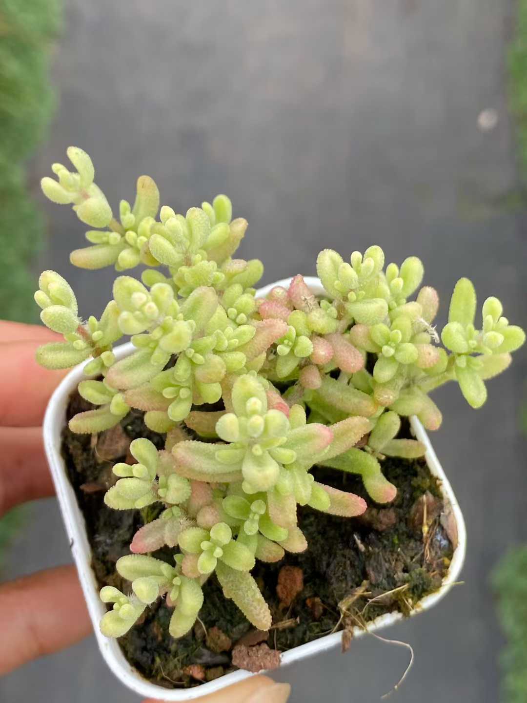 多肉植物 ルビー・ニシキ 50株セット 2号鉢 品番AA00112