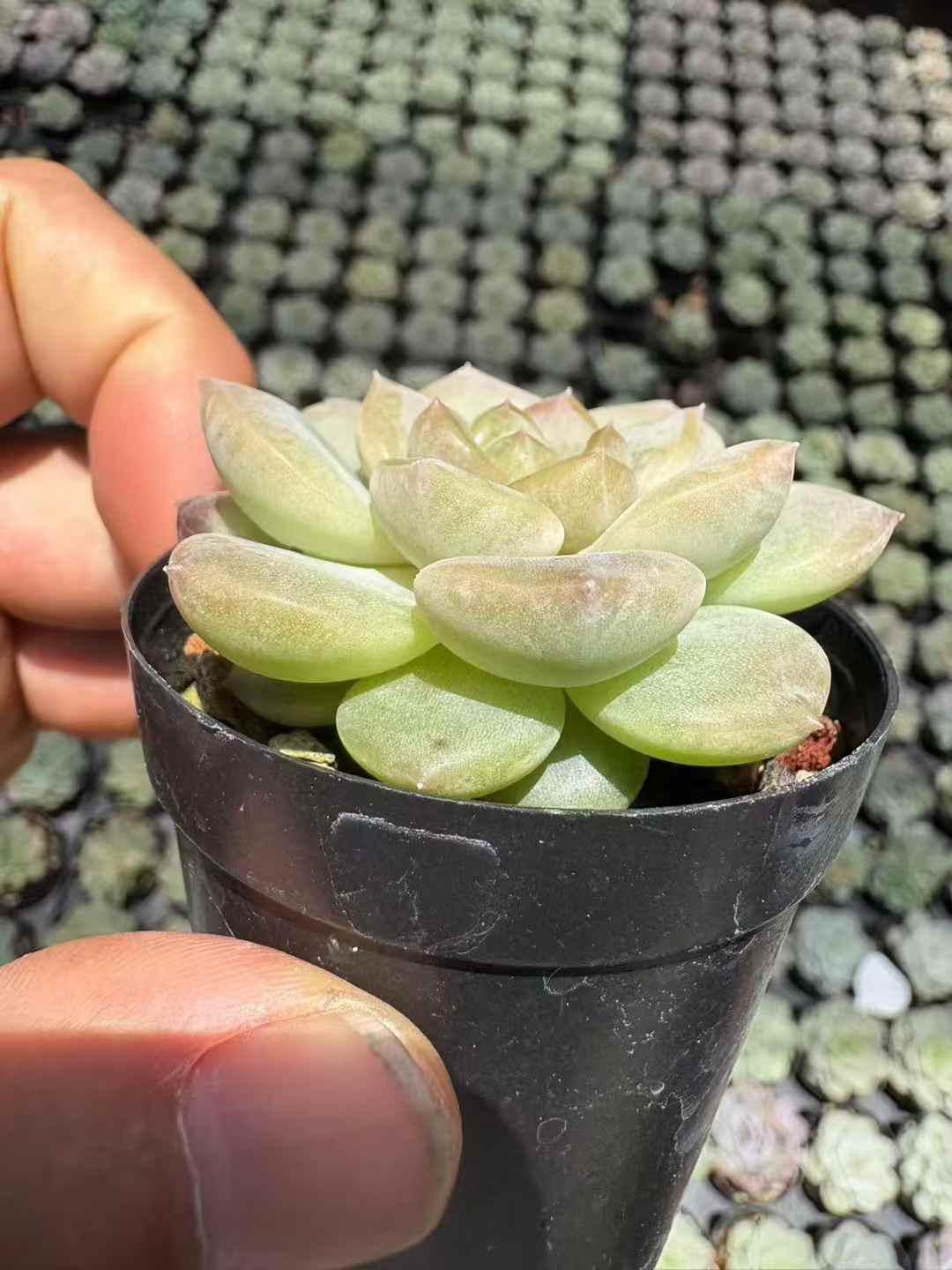 多肉植物 ローズゴールド 70株セット 2号鉢 品番AD00003
