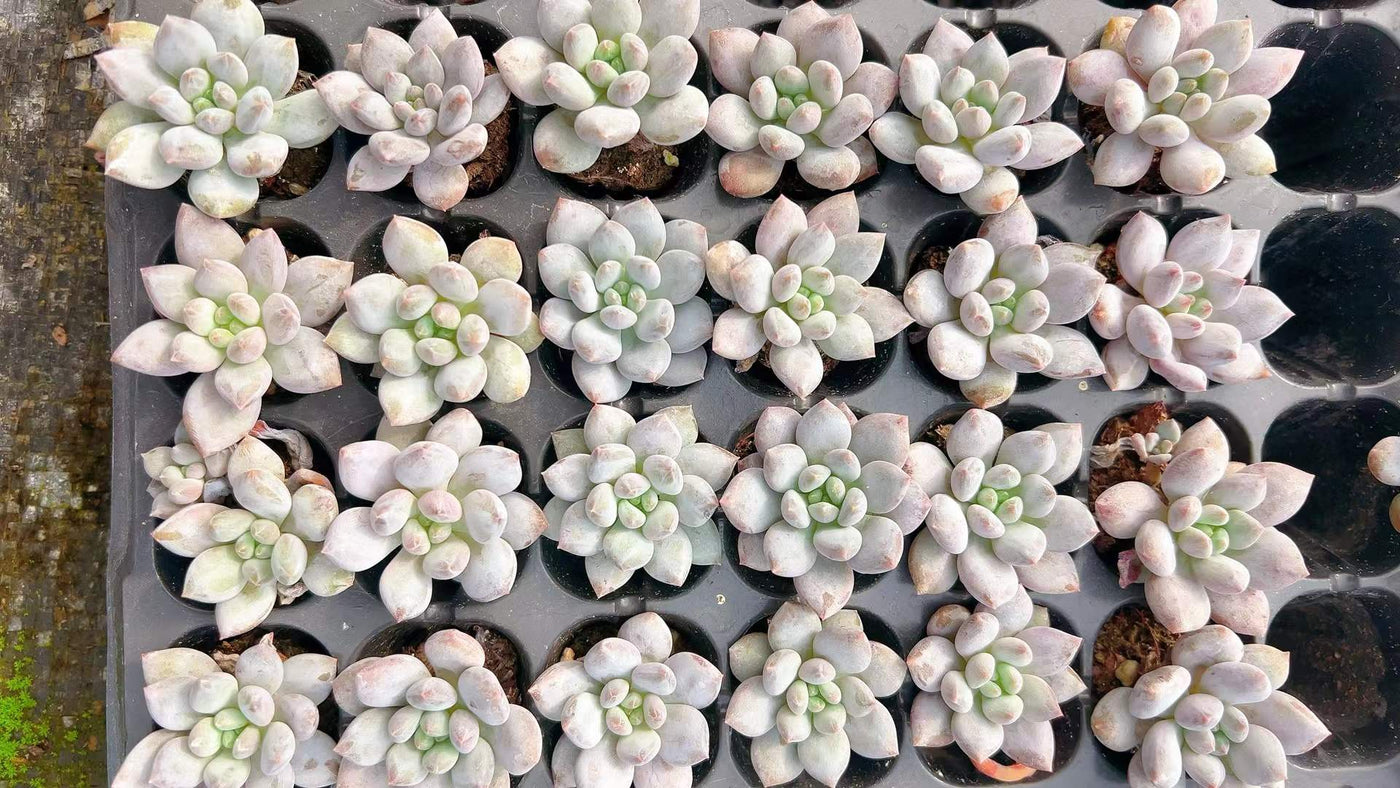 多肉植物 ハンゲ 105株セット 品番AH00006