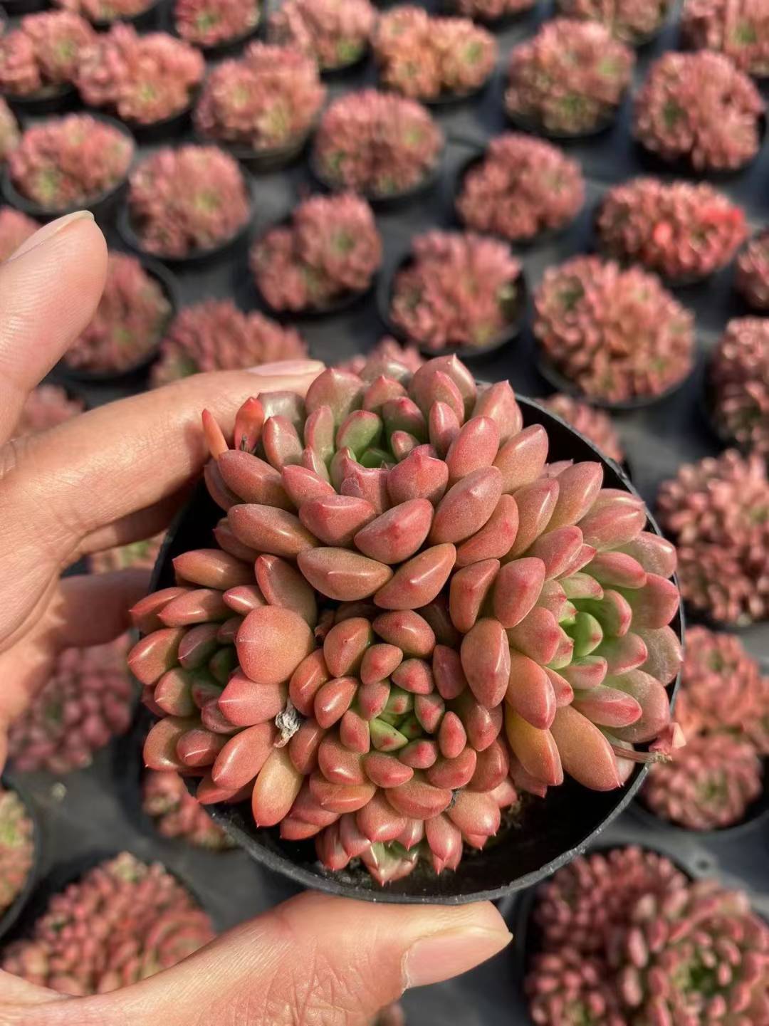 多肉植物 ルビーグン 36株セット 3号鉢 品番AF00017