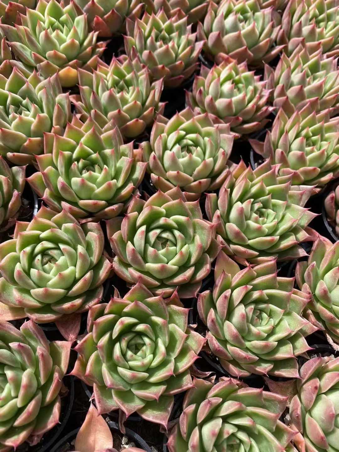 多肉植物 スパイ 54株セット 2号鉢 品番AF00049