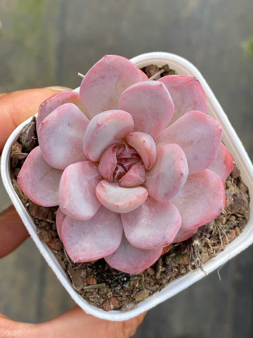 多肉植物 スタージェニー 24株セット 2.5号鉢 品番AA00113