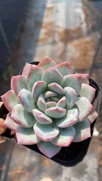 多肉植物 ユキユ 50株セット 2.5号鉢 品番AE00015