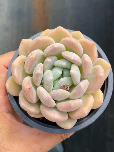 多肉植物 チューベローズ 30株セット 3号鉢 品番AA00119