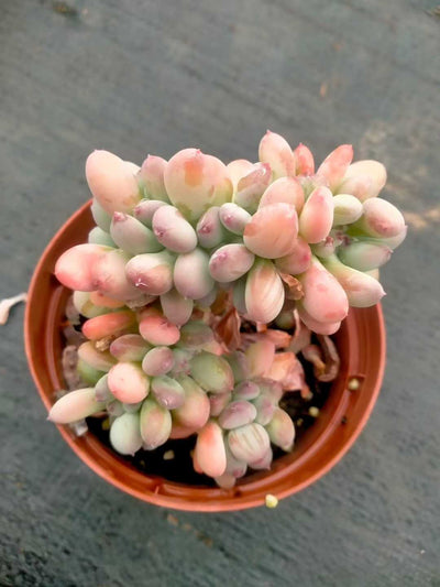 多肉植物 ミカヅキビジンテッカ 35株セット 3号鉢 品番ZG00014