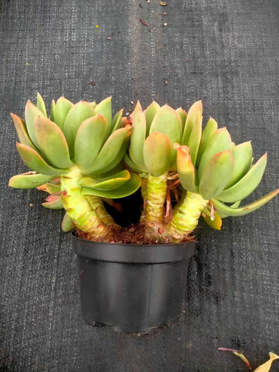 多肉植物 キンキ 12株セット 5号鉢 品番ZG00052