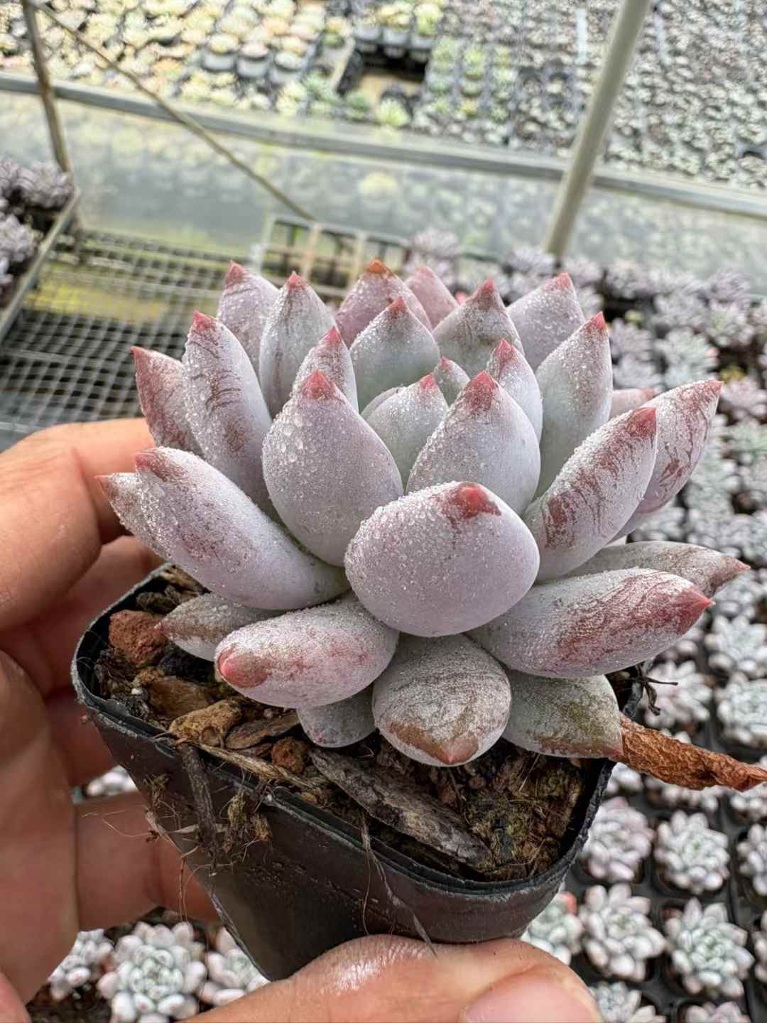 多肉植物 ぼだいびじん 50株セット 2.5号鉢 品番AD00200