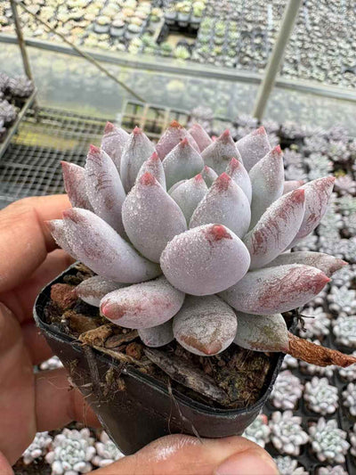 多肉植物 ぼだいびじん 50株セット 2.5号鉢 品番AD00200