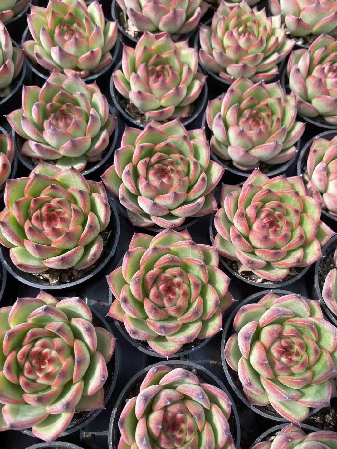 多肉植物 ゲツリョクセキ55シャープ 54株セット 2号鉢 品番AF00051